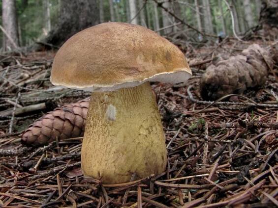 Hřib žlučník (Tylopilus felleus)