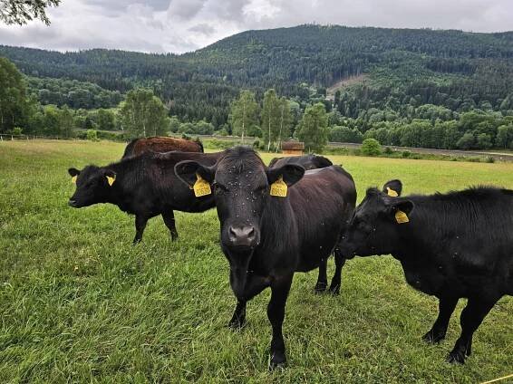 Šumava s dětmi – hory, hřiště, jezera i koupání - Brněnská máma
