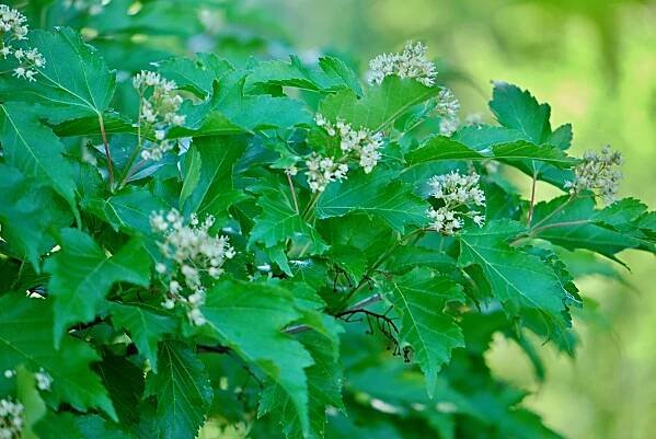 Javor ginnala (Acer ginnala)