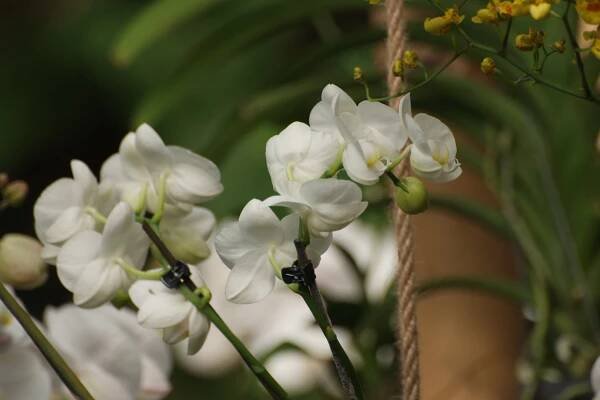 Orchideje 2013