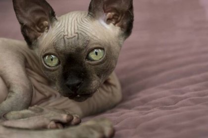 Hairless cat with big gray eyes lying down