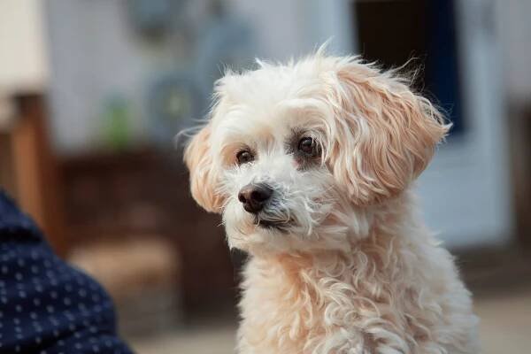 Maltipoo - vše o psovi, 4 mínusy a 9 plusů plemene