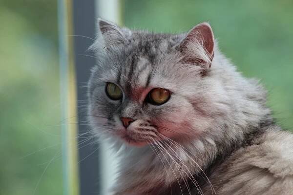 The Beautiful Calico Persian Cat: Traits, Care, And Origins