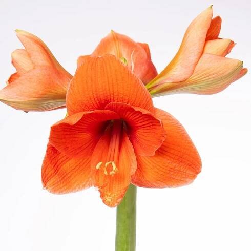 Hvězdník Naranja - Hippeastrum - cibule hvězdníku - 1 ks