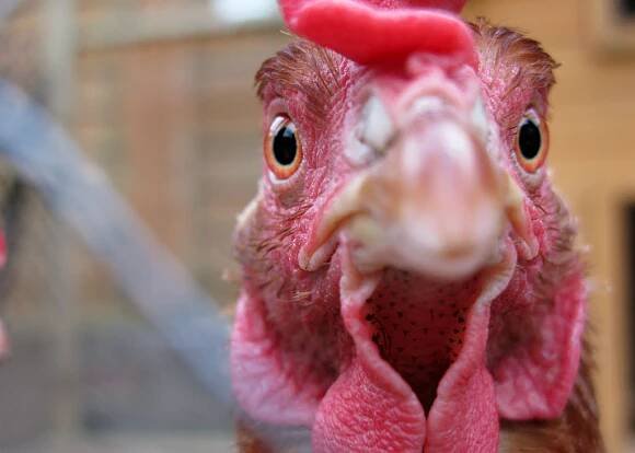 Chicken Song
