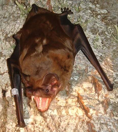 Soubor:GreaterNoctule.JPG – Wikipedie