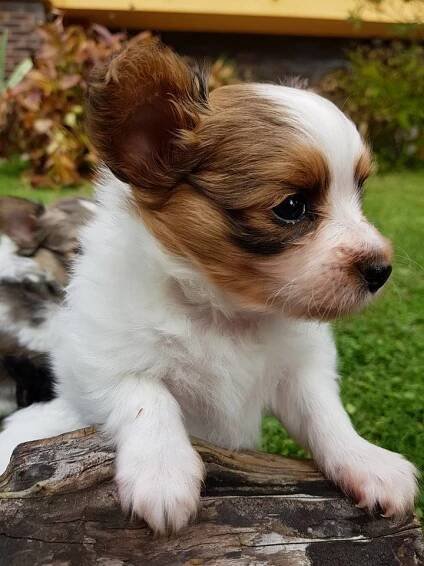 JetBat*CZ - Papillon s PP