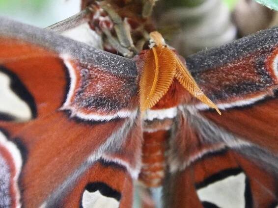 V Botanické zahradě v Brně létá motýlí obr s rozpětím křídel třicet centimetrů