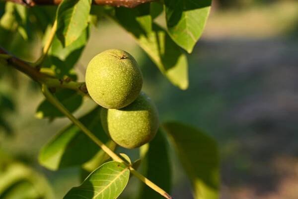 Walnut Blight: Detection and Prevention