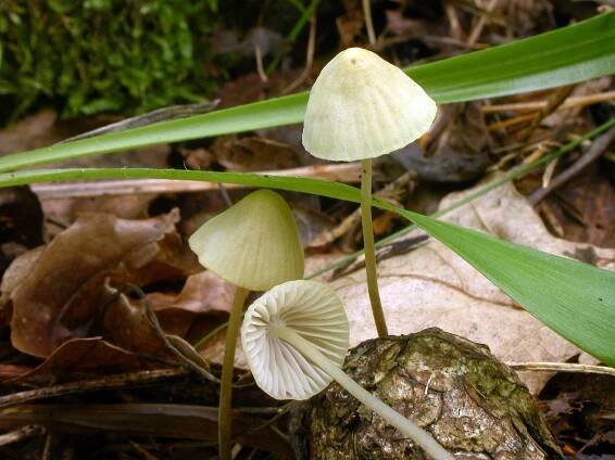 Mycena citrinomarginata: Nejlepší průvodce houbami