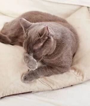 FELIWAY CLASSIC sprej