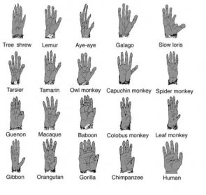 Jak chápat ruce v širším slova smyslu? Čím pro nás ve skutečnosti jsou? | FNOL