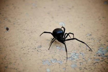 Černý vdovec pavouk: dospělá samice