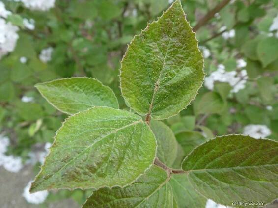 Kalina Carlesiova Aurora - větévka s listy (Viburnum carlesii)