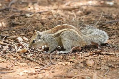 File:Indian Palm Squirrel Bangalore 2009.jpg - Wikipedia