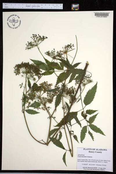 Cicuta maculata - Species Page - APA: Alabama Plant Atlas 