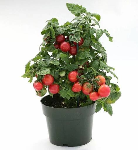 Malá cherry rajčata?