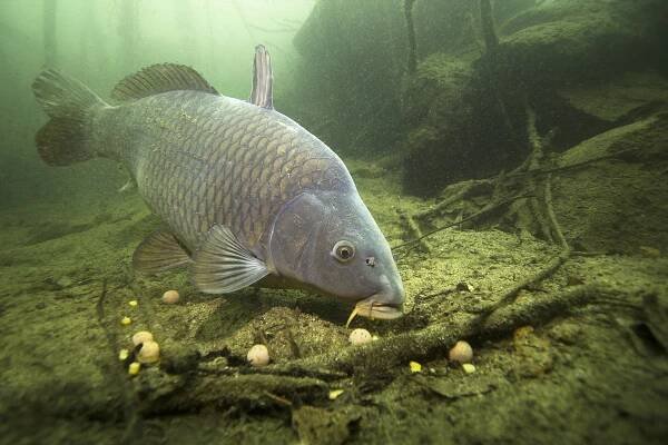 Nálepka Sladkovodní ryby kapr (Cyprinus carpio) krmení boilie v krásné čisté libry. Podvodní výstřel v jezeře. Divoká zvířata. Kapr v přírodním prostředí s krásným pozadím.