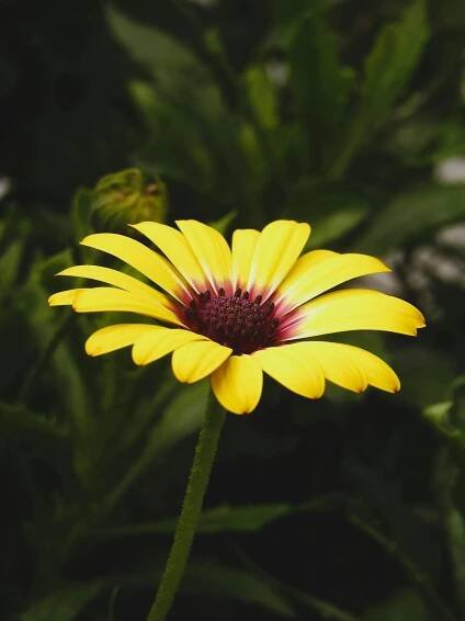 Free Close-up of a yellow daisy flower with dark center, captured in a lush green garden in Merano, Italy. Stock Photo