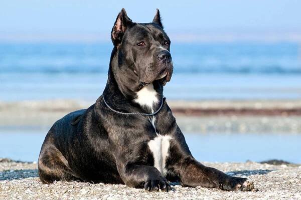 Psí plemeno Bandog - VášChovatel.cz