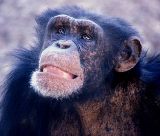 Soubor:Young male chimp.png – Wikipedie