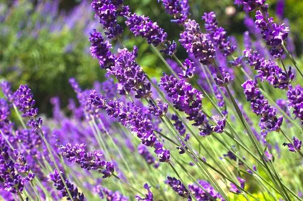 Close-up of vibrant purple lavender blossoms.