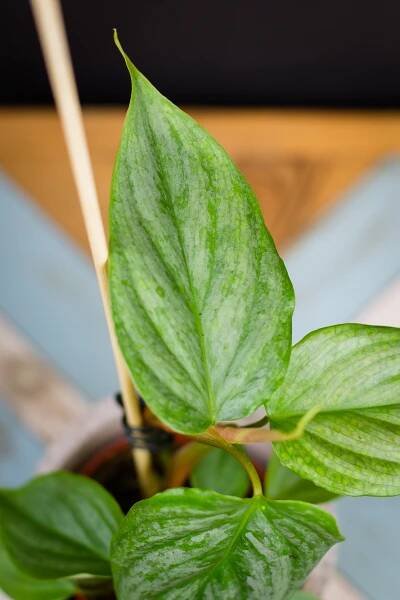 Philodendron ‘Majestic‘ - Image 3