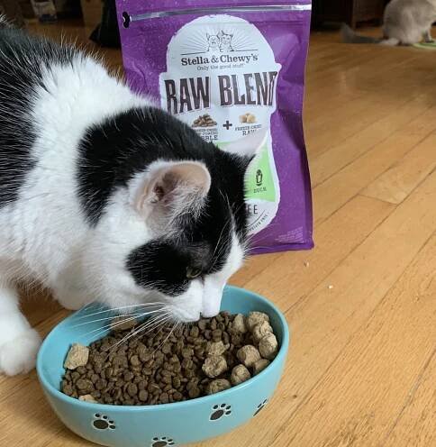 Stella & Chewy’s Raw Coated Cat Kibble Review | The Catnip Times