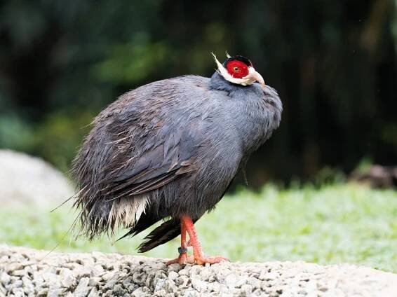 Mandai Bird Paradise – Hiking the Green Isle
