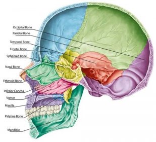 Kraniální dutina. Kosti lebky, kosti hlavy, lebky. Jednotlivé kosti a jejich výrazné rysy v různých barvách. Jména lebečních kostí. Parasagitální část. — Stock obrázek