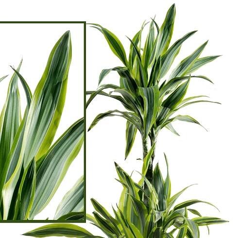 How to care for Dracena Fragrans