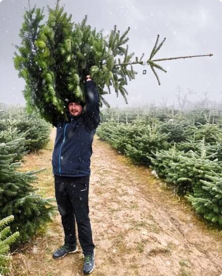 Stromky z plantáže Baška I Stromečkárna