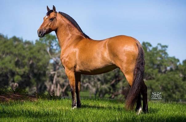 Conquista de Besilu – Besilu Collection