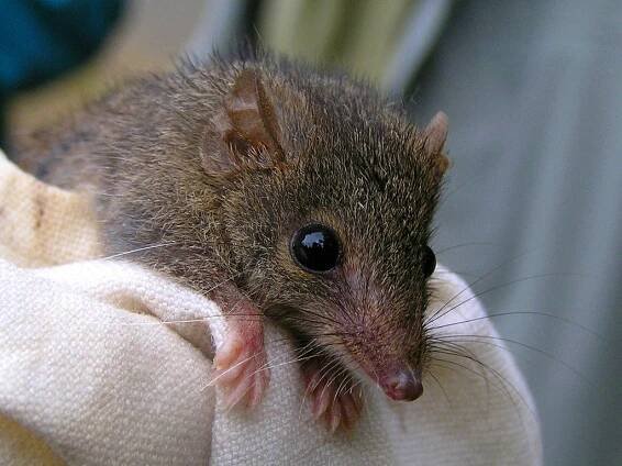 Male Marsupials Kill Themselves To Mate