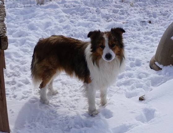 GCH Wage - Happenstance Border Collies