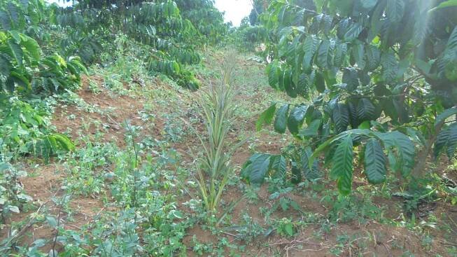 planted- pineaples- exfanug
