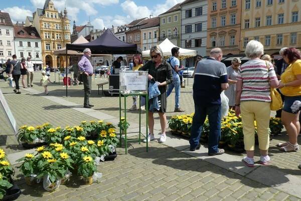 Slunečnice rozsvítily Budějce i lidská srdce