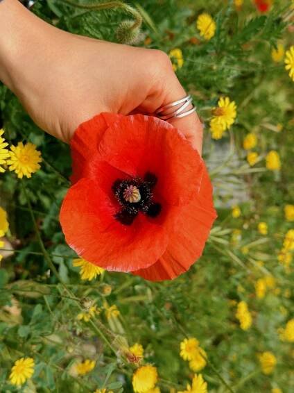 Poppy season in Vernazza, Cinque Terre