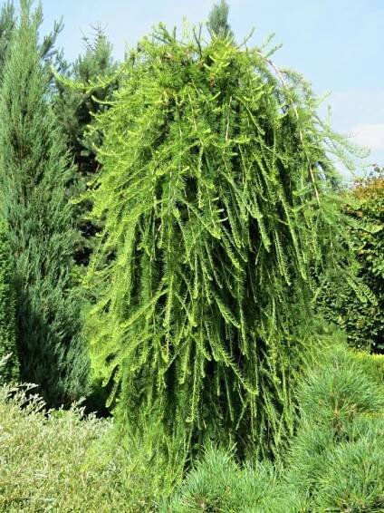 Larix decidua Pendula | Larix - modřín |Zahradnictví Franc 