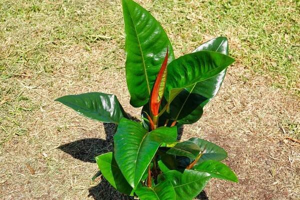 Fig of the month | Figs In The Park