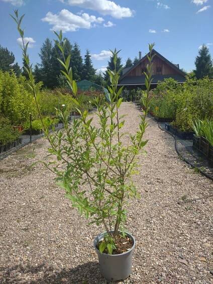 Ptačí zob - Ligustrum vulgare, 70-90 cm - Image 3