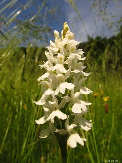 Prstnatec Fuchsův Soóův - Dactylorhiza fuchsii subsp. sooana