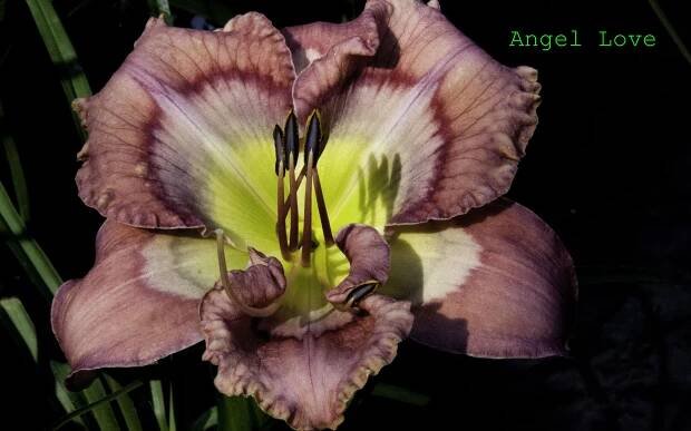 Angel Love First Bloom 26 April 18 IMG_5898