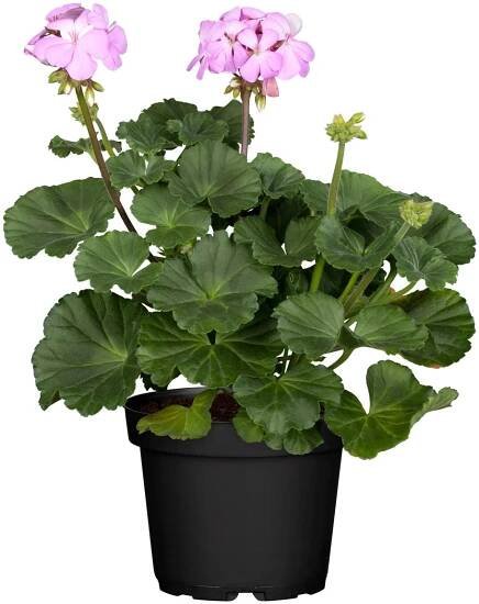 OBI Muškát vzpřímený (Pelargonium zonale) pr. 12 cm