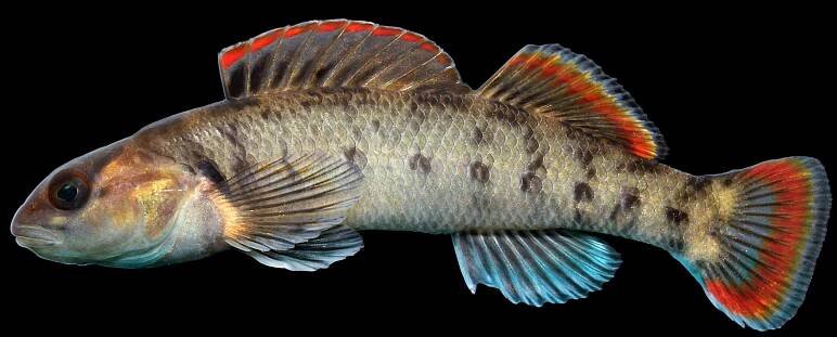Darters — Conservation Fisheries