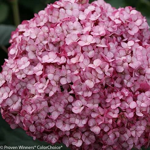 Invincibelle Mini Mauvette® Hydrangea