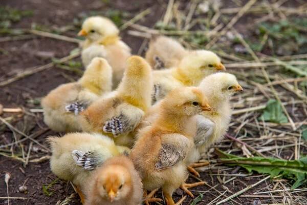 Magische Ostern im Marchfeld - Z filmu