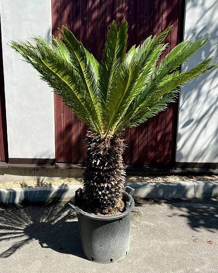 Cycas revoluta-8, cca 142 cm