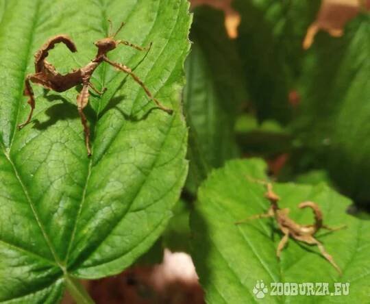 Strašilka australská (Extatosoma tiaratum)