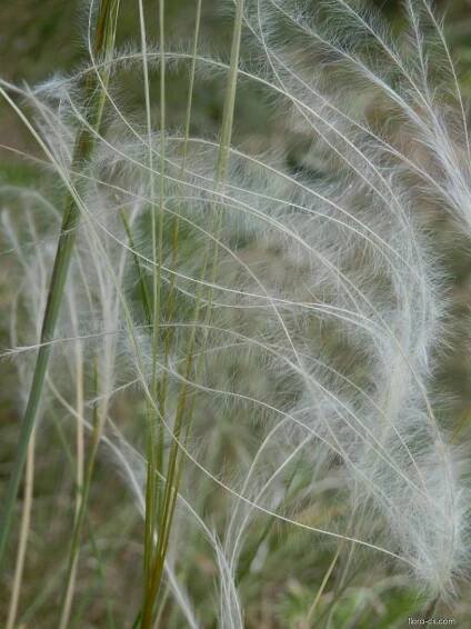 Kavyl Ivanův (Stipa pennata)